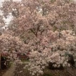 Meet your Posher, Maggie